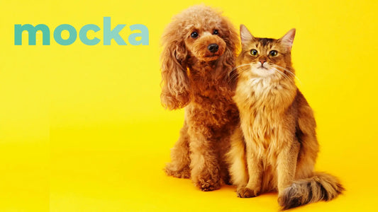Perros y Gatos
