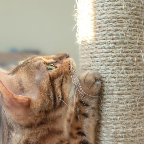 Arbol rascador para gatos Mocka Store